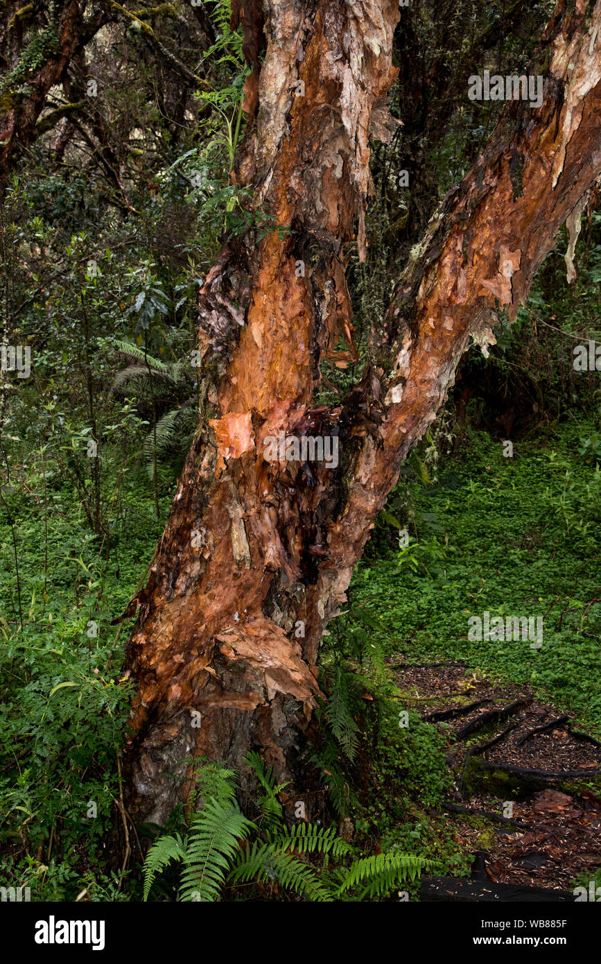 Polylepis Forest