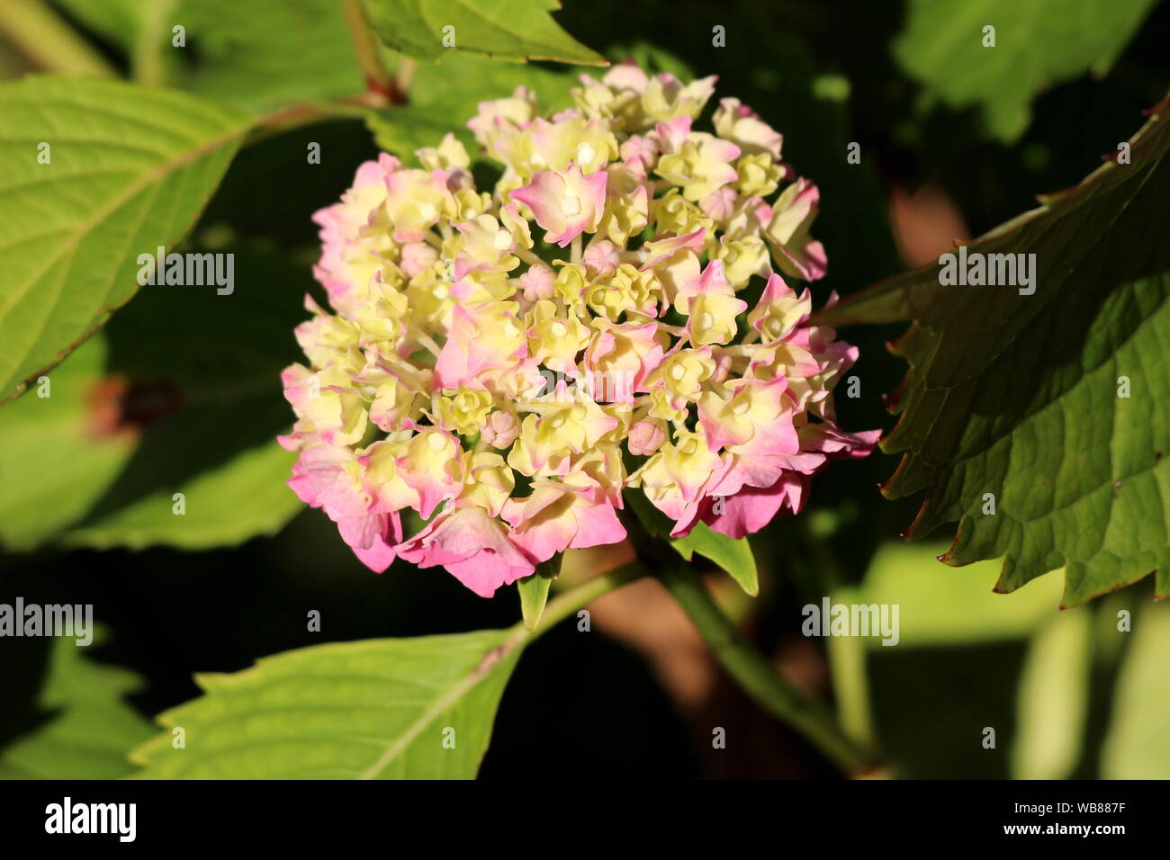 Hydrangea or Hortensia garden shrub fully open blooming pink and yellow ...