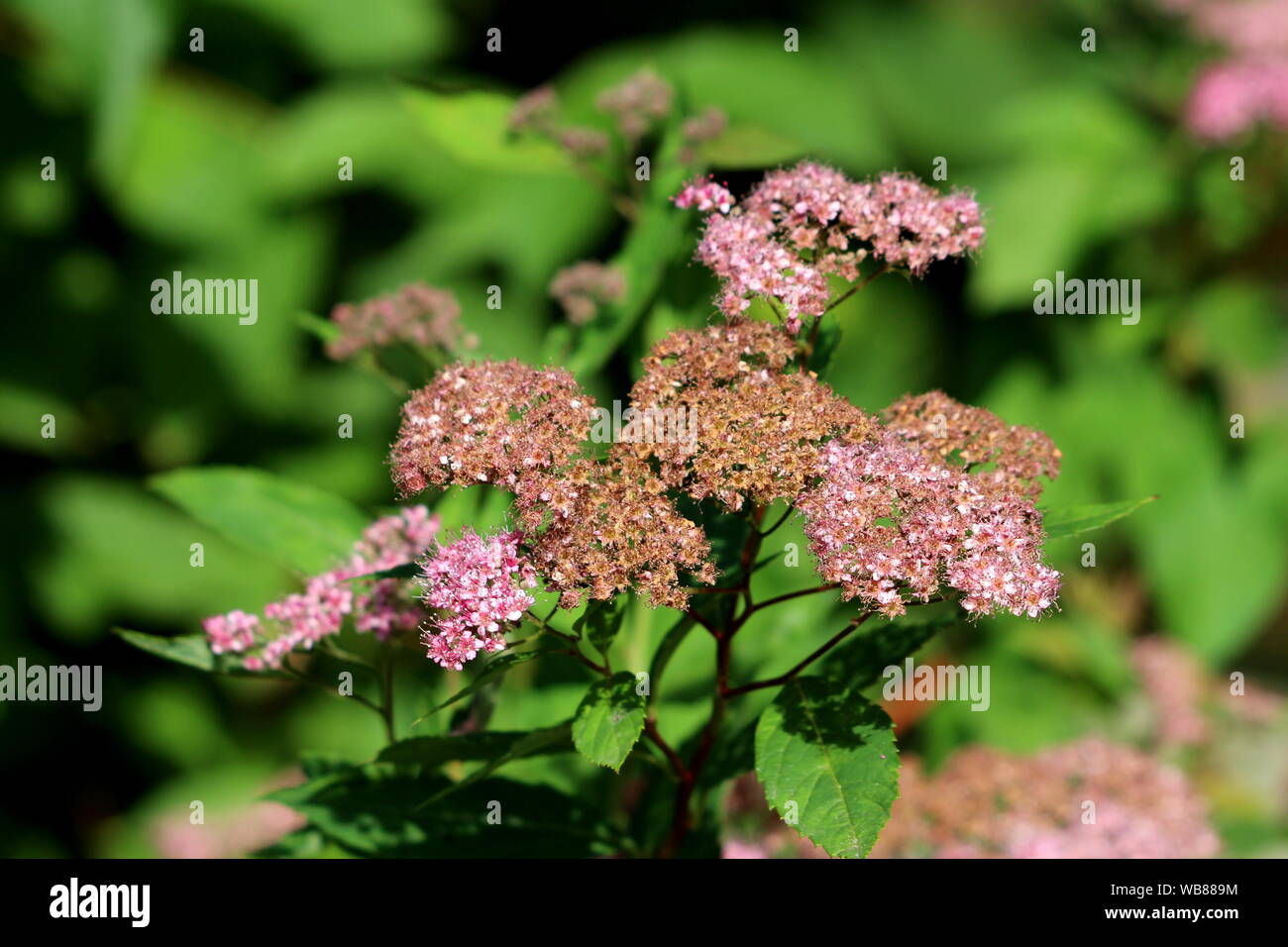 Japanese Spiraea Or Spiraea Japonica Little Princess Small Compact Deciduous Shrub Plant With Bunches Of Partially Open And Dried Pale Pink Flowers Stock Photo Alamy
