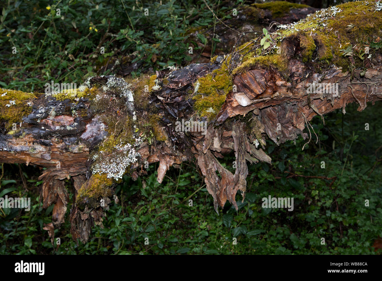 The Polylepis forest at 3850 meters is one of very few remaining places ...