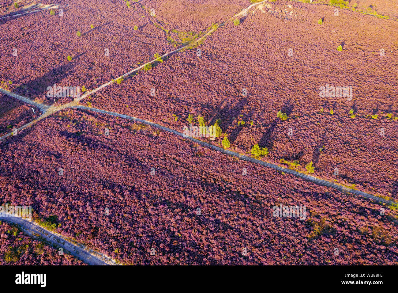 Aerial view of colorful purple heather in bloom in evening light Stock Photo