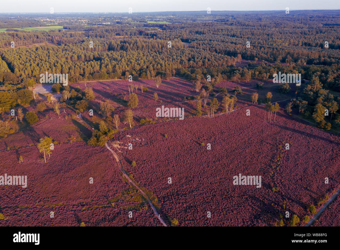 Aerial view of colorful purple heather in bloom in evening light Stock Photo