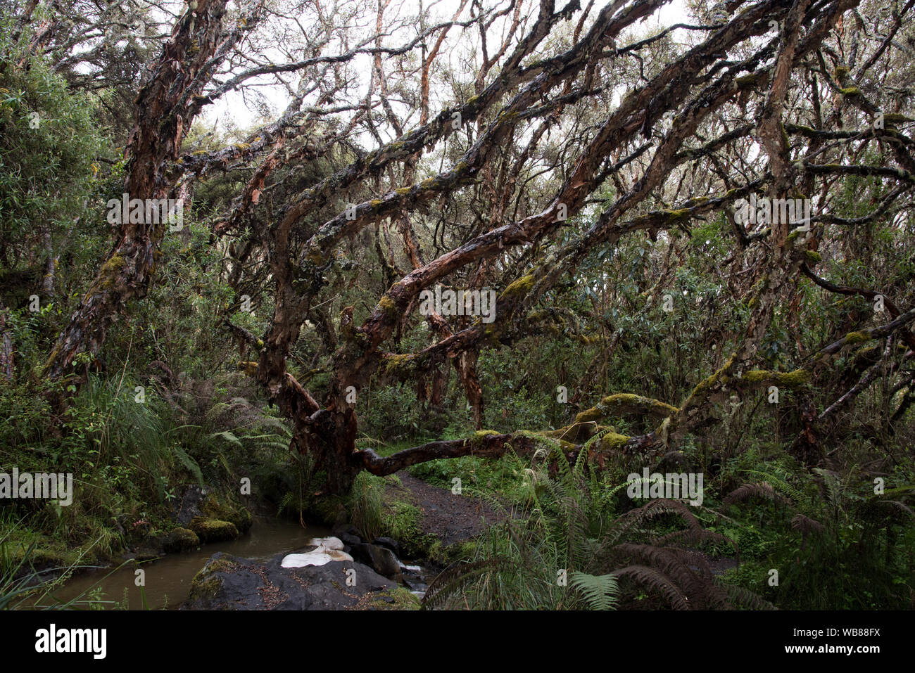 The Polylepis forest at 3850 meters is one of very few remaining places ...