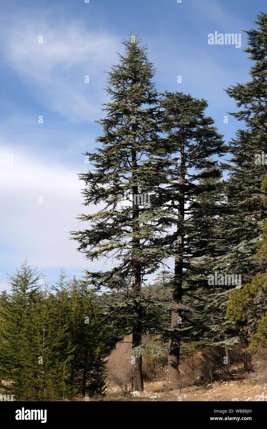 Cedrus libani, commonly known as the cedar of Lebanon or Lebanon cedar, is a species of cedar native to the mountains of the Eastern Mediterranean bas Stock Photo