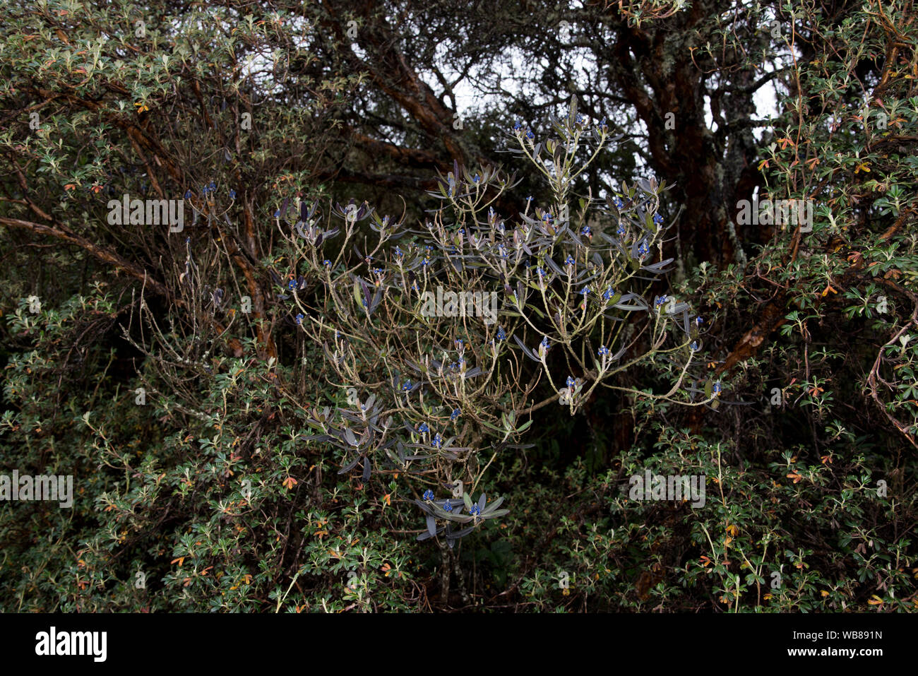 The Polylepis forest at 3850 meters  is one of very few remaining places with Polylepis trees in the highlands of the Andes in Ecuador. Stock Photo