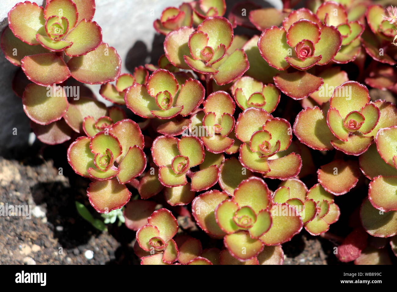 Sedum or Stonecrop hardy succulent ground cover perennial plant with green and dark red edge leaves densely planted in local urban garden Stock Photo