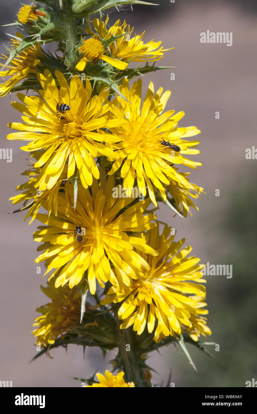 Oyster Thistle High Resolution Stock Photography and Images Alamy