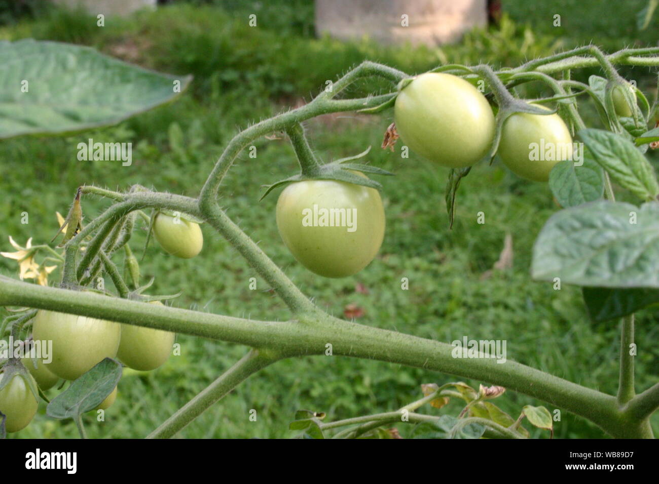 green tomatoes on the vine Stock Photo - Alamy