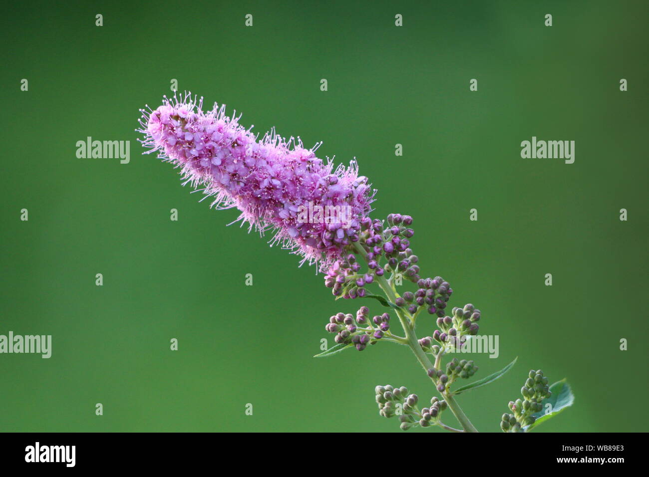 Slender Stems Stock Photos Slender Stems Stock Images Alamy