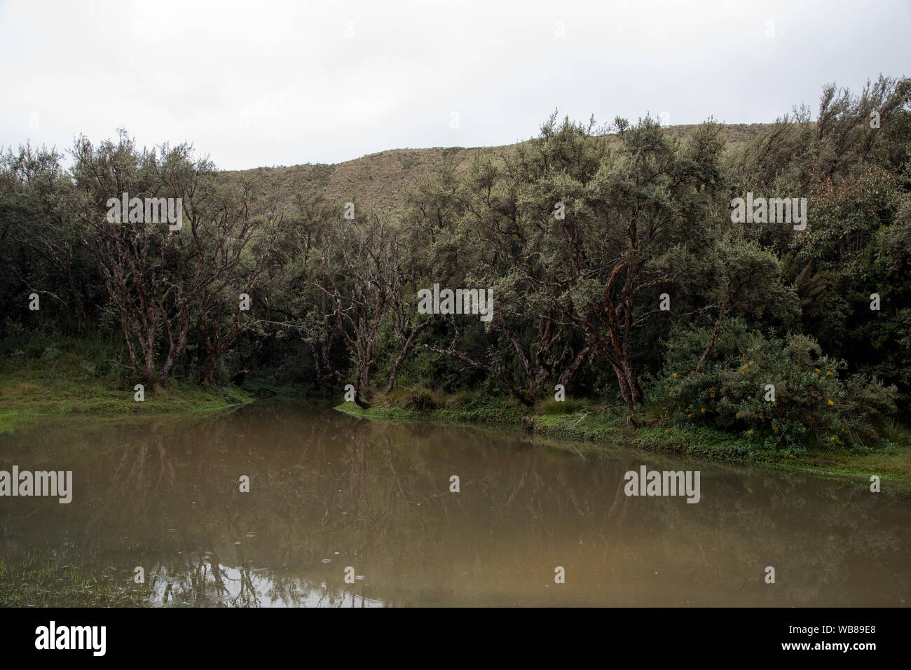 The Polylepis forest at 3850 meters is one of very few remaining places ...