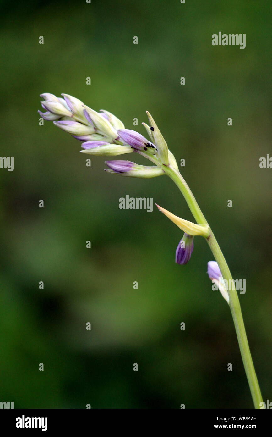 Hosta Flower Buds High Resolution Stock Photography And Images Alamy Hosta Flower Buds High Resolution Stock Photography And Images Alamy