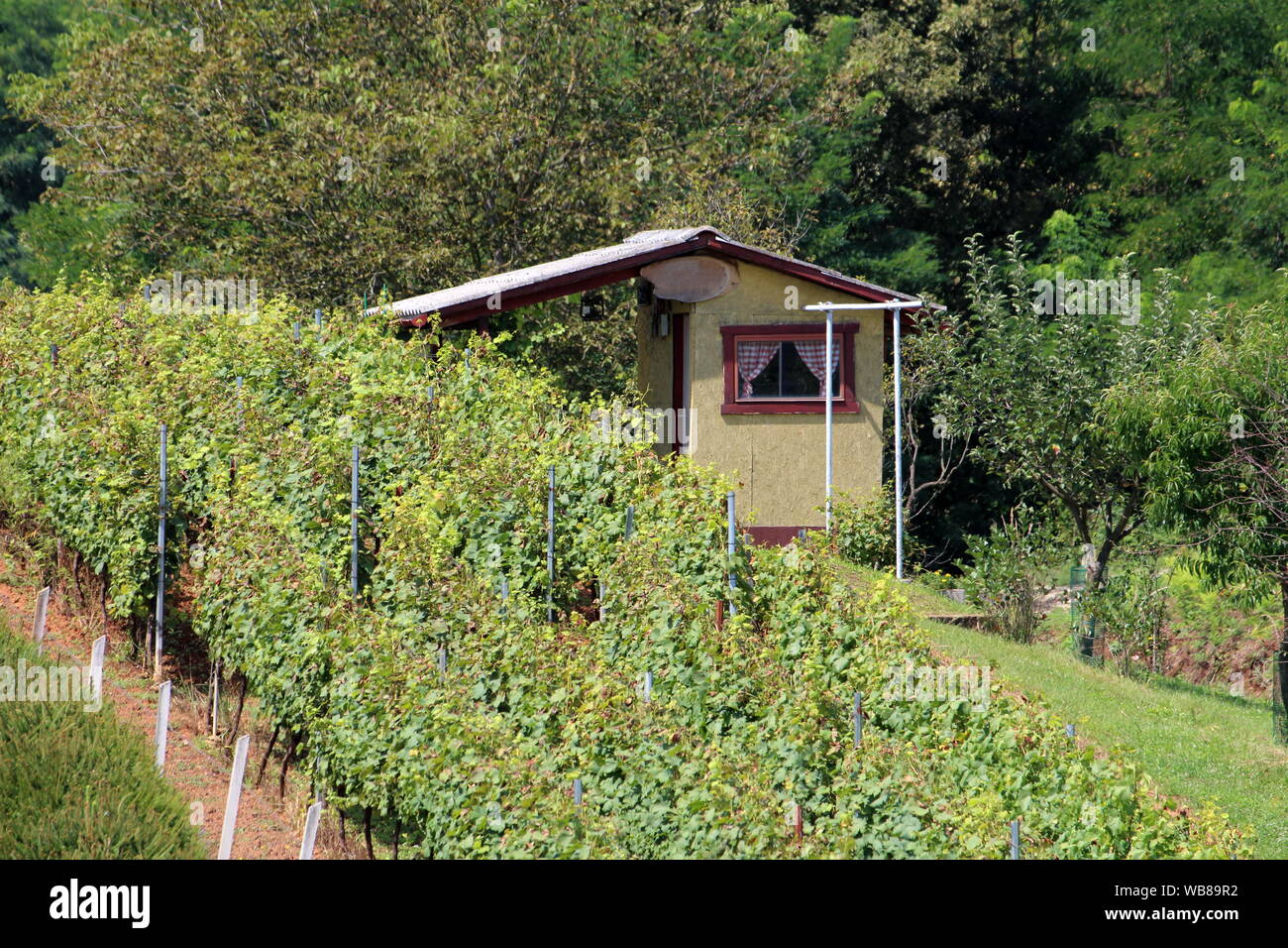 Small retro vintage vineyard cottage surrounded with densely planted