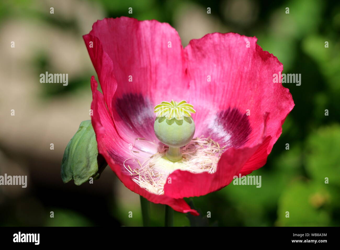 Top view of Opium poppy or Papaver somniferum or Breadseed poppy annual