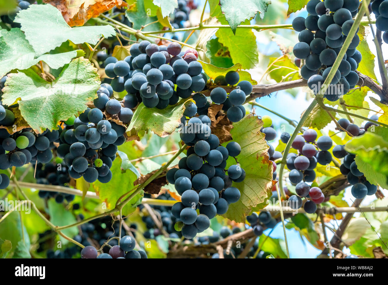 Large bunch of grapes Isabella hang from a vine, Close Up of red wine