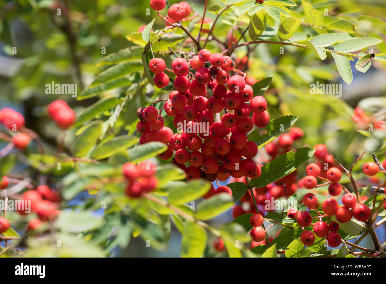 Vogelbeeren, Vogelbeere, Eberesche, VogelBeere, Vogelbeerbaum, Frucht