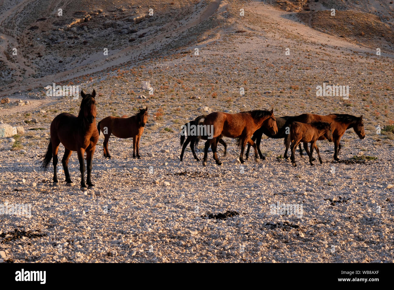 Wild Horses Create Beautiful Images Where They Live Stock Photo Alamy Wild Horses Create Beautiful Images Where They Live Stock Photo Alamy