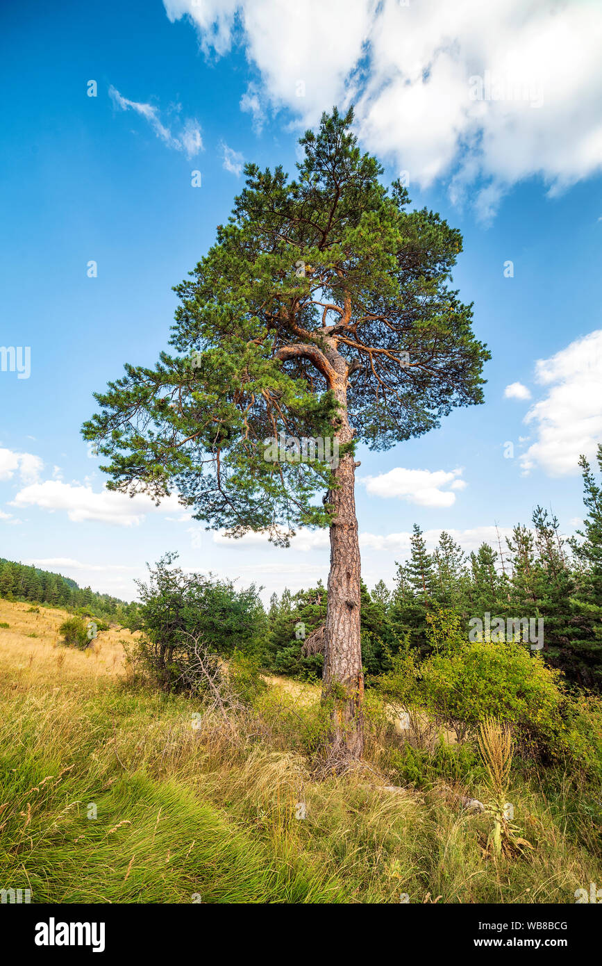 Pinus nigra, the Austrian or Black pine tree Stock Photo