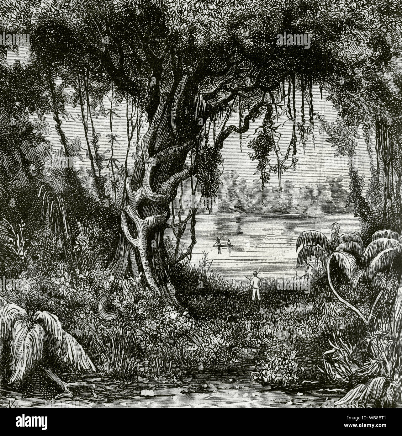 Amazon Jungle Drawing High Resolution Stock Photography And Images Alamy Amazon Jungle Drawing High Resolution Stock Photography And Images Alamy