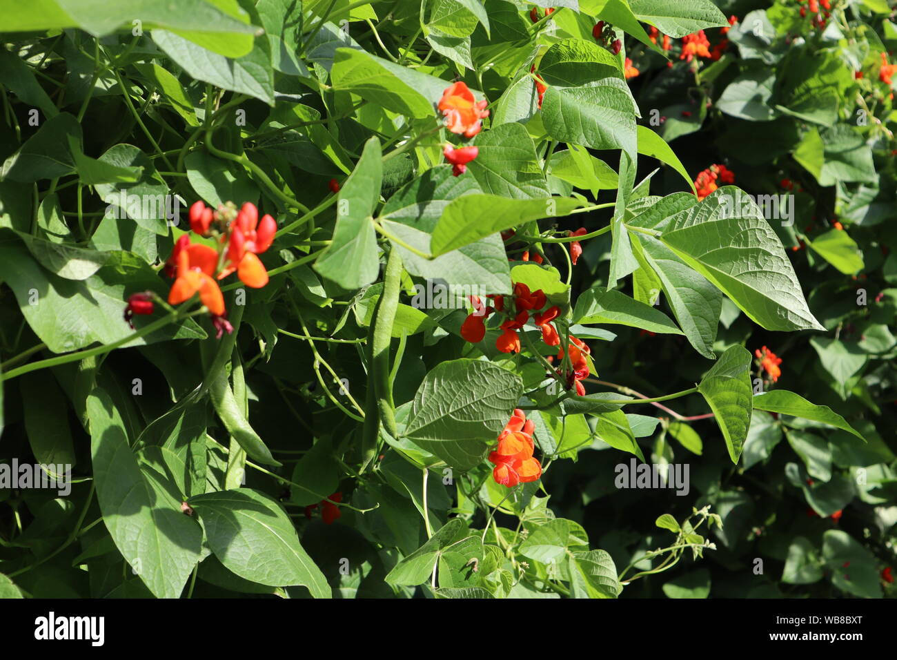 Red blossom flowers on runner bean plants Stock Photo Alamy
