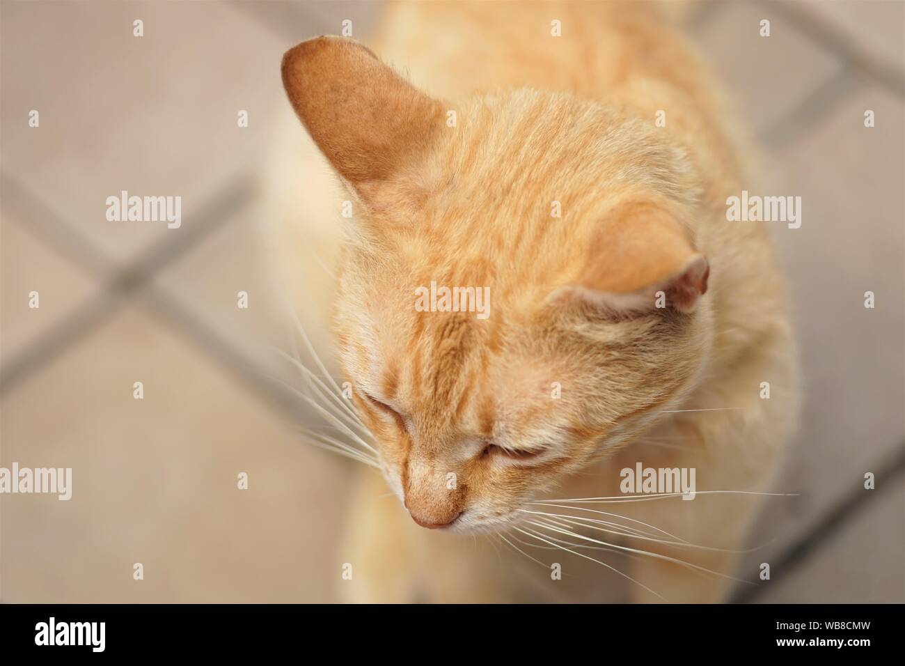 Pale ginger cat hires stock photography and images Alamy