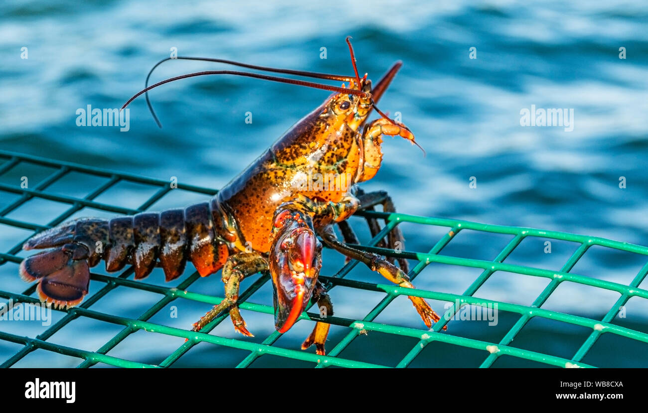 Lobster In Water