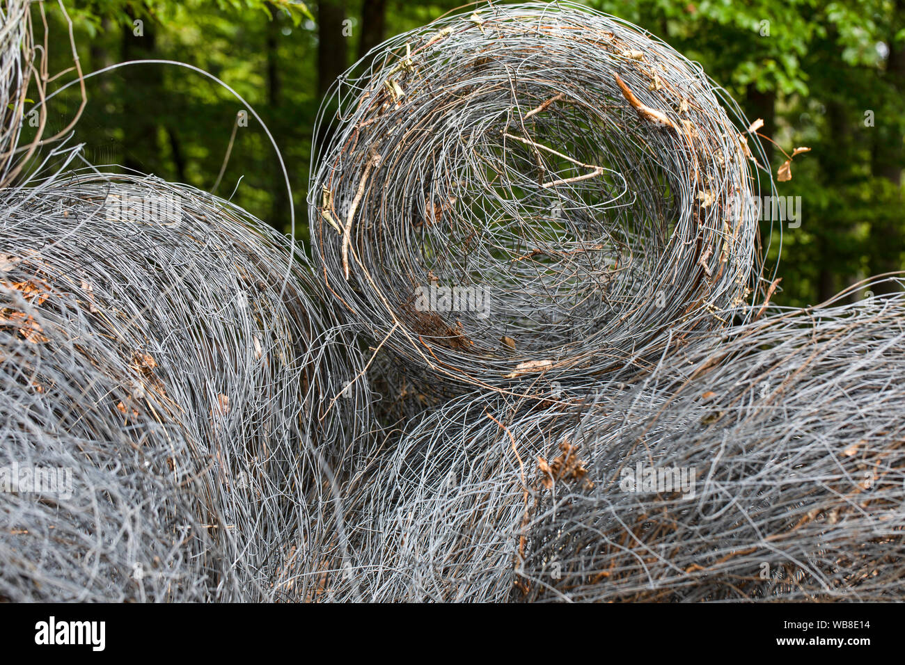 Wire fence, forest fencing mesh, coils Stock Photo Alamy