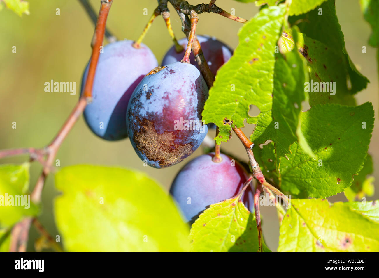 Prunes, green leaves, summer in the garden Stock Photo