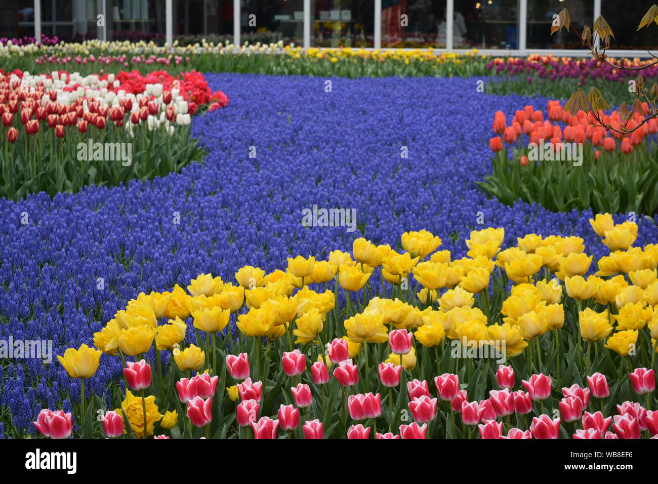 Tulips Garden in Keukenhof Stock Photo - Alamy