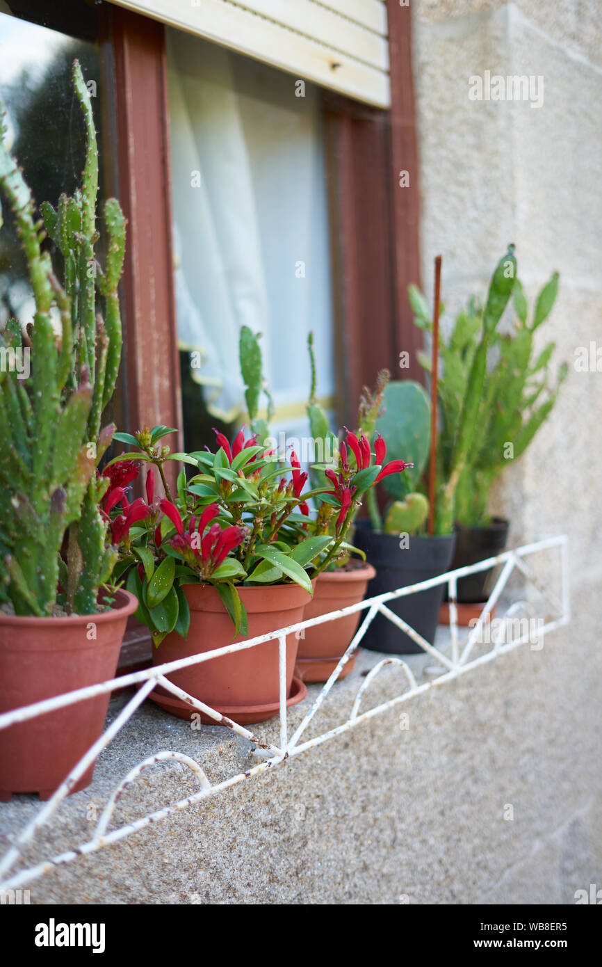 Group of plants on flower pots decorating an exterior window Stock Photo -  Alamy