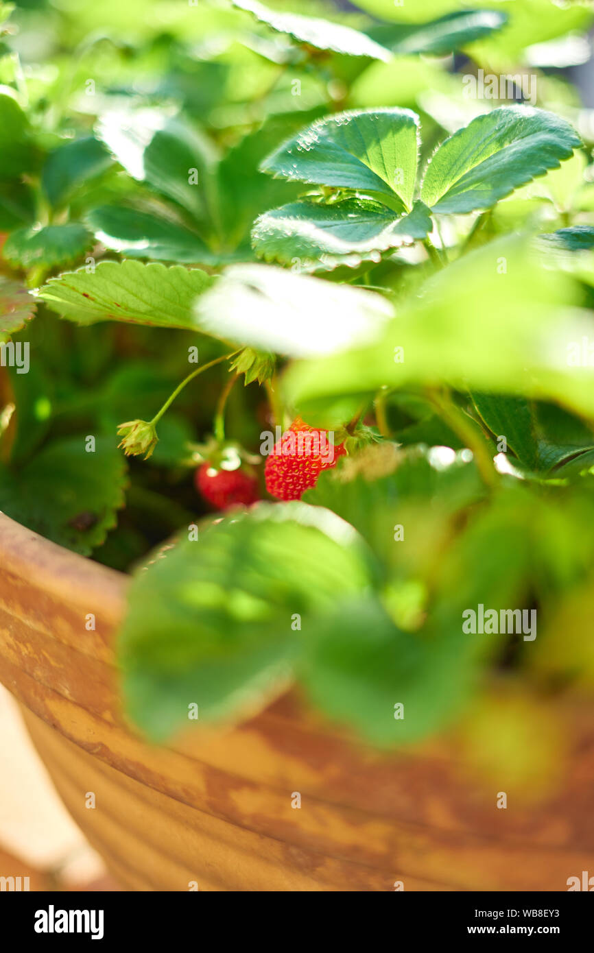 Growing strawberries bucket hi-res stock photography and images - Alamy