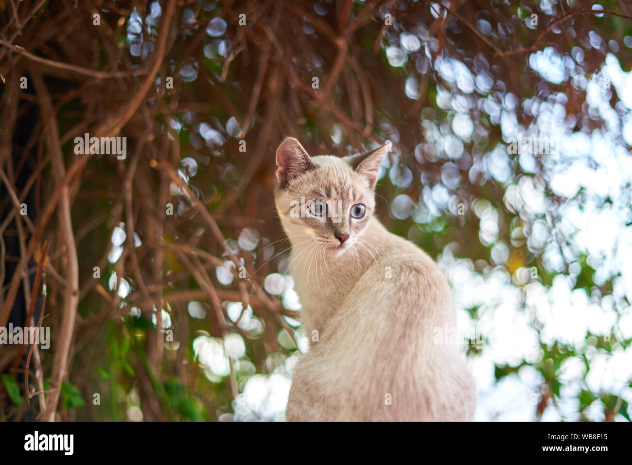 White baby cat in front of a green tree Stock Photo Alamy