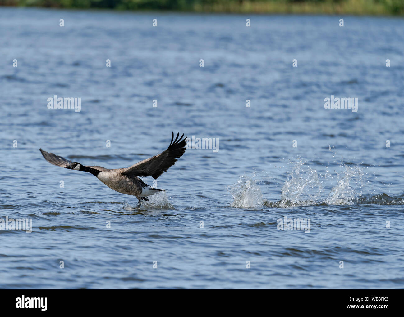 Canada Geese on a lake Stock Photo