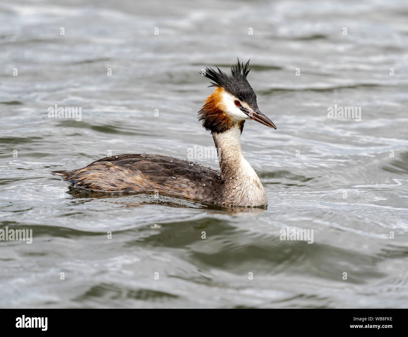 Great crested grebe on a lake Stock Photo