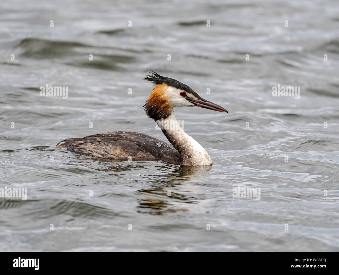 Great crested grebe on a lake Stock Photo