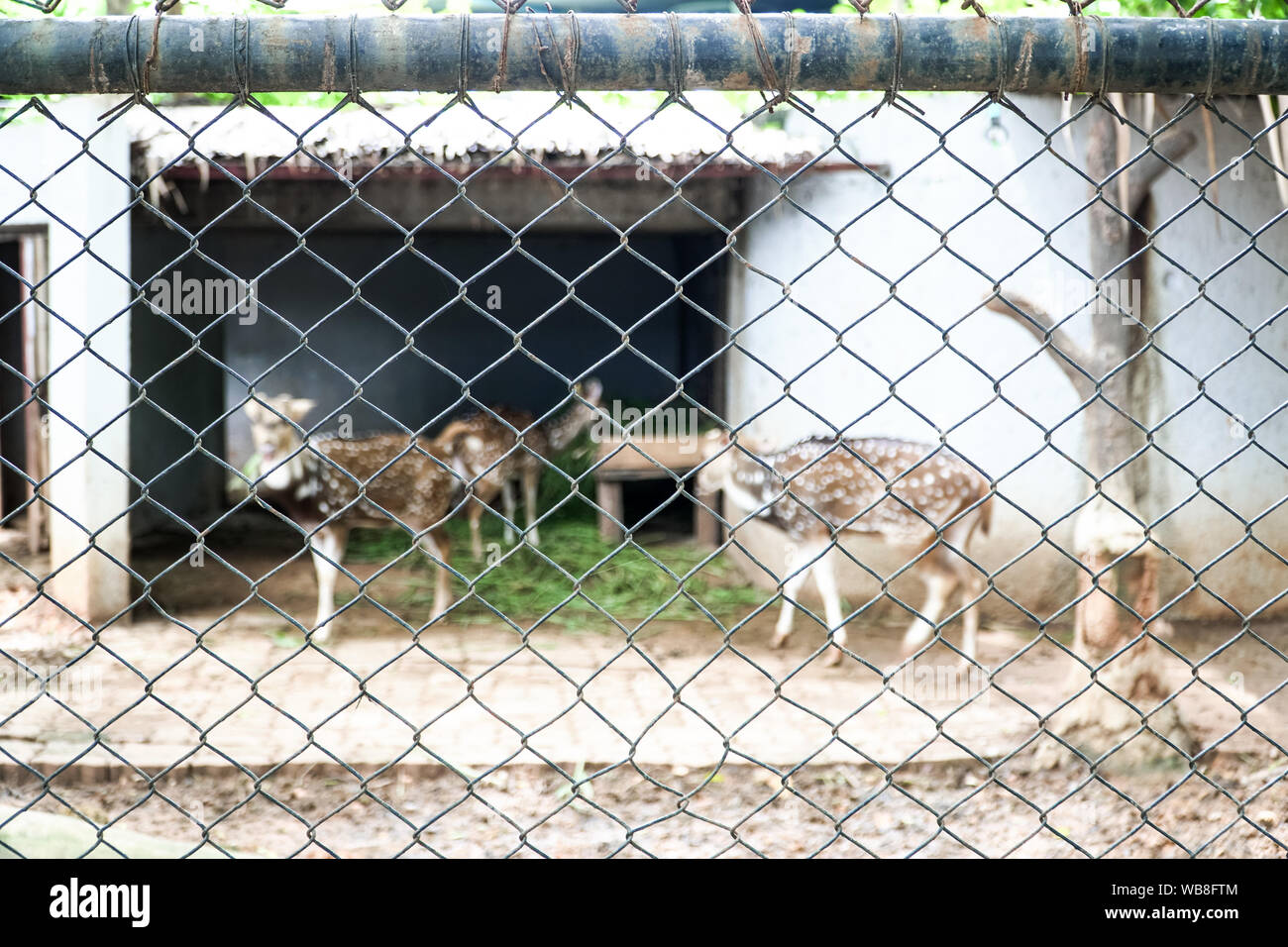 Zoo animals cage hi-res stock photography and images - Alamy