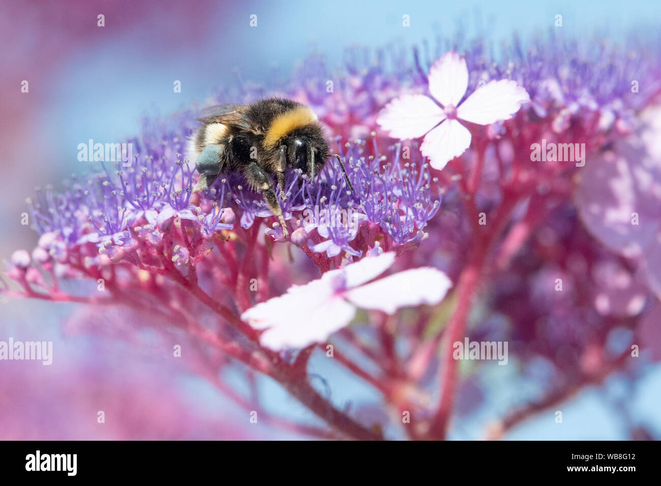 Killearn, Stirlingshire, Scotland, UK. 25th Aug, 2019. UK weather - a bumblebee with blue pollen baskets forages on hydrangea flowers under clear blue skies as temperatures rise in a Stirlingshire garden. Pollen colour varies depending on the species of plant from which bees collect pollen and can vary from white to dark blue Credit: Kay Roxby/Alamy Live News Stock Photo