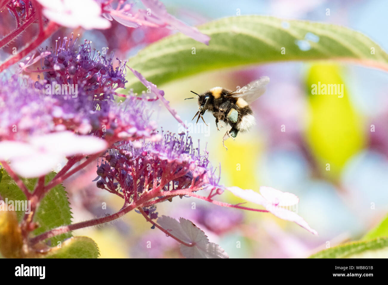 Killearn, Stirlingshire, Scotland, UK. 25th Aug, 2019. UK weather - a bumblebee with blue and yellow pollen baskets forages on hydrangea flowers under clear blue skies as temperatures rise in a Stirlingshire garden. Pollen colour varies depending on the species of plant from which bees collect pollen and can vary from white to dark blue. Credit: Kay Roxby/Alamy Live News Stock Photo