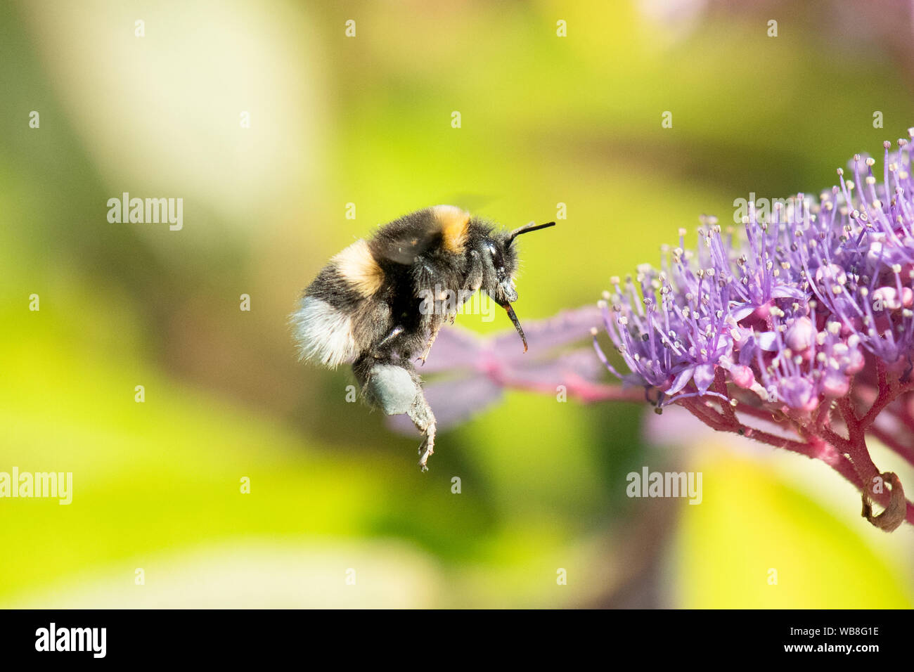 Killearn, Stirlingshire, Scotland, UK. 25th Aug, 2019. UK weather - a bumblebee dusted with blue pollen and blue pollen baskets on its legs flying towards a hydrangea flower on a hot sunny day in Stirlingshire. Pollen colour varies depending on the species of plant from which bees collect pollen and can vary from white to dark blue. Credit: Kay Roxby/Alamy Live News Stock Photo