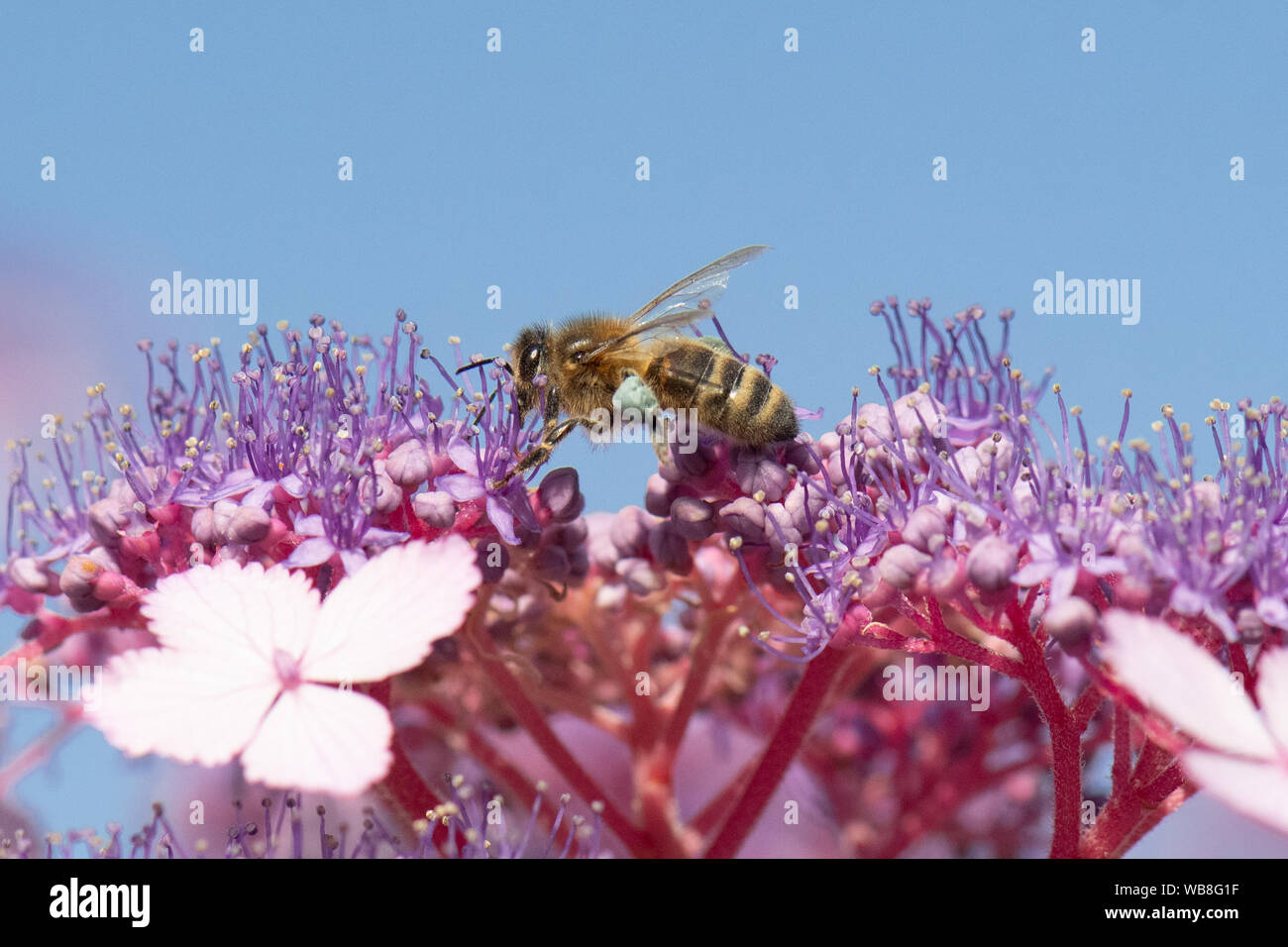Killearn, Stirlingshire, Scotland, UK. 25th Aug, 2019. UK weather - a honey bee with blue pollen baskets forages on hydrangea flowers under clear blue skies as temperatures rise in a Stirlingshire garden. Pollen colour varies depending on the species of plant from which bees collect pollen and can vary from white to dark blue. Credit: Kay Roxby/Alamy Live News Stock Photo
