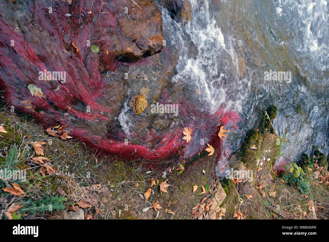 colored tree roots can form different images into the water Stock Photo
