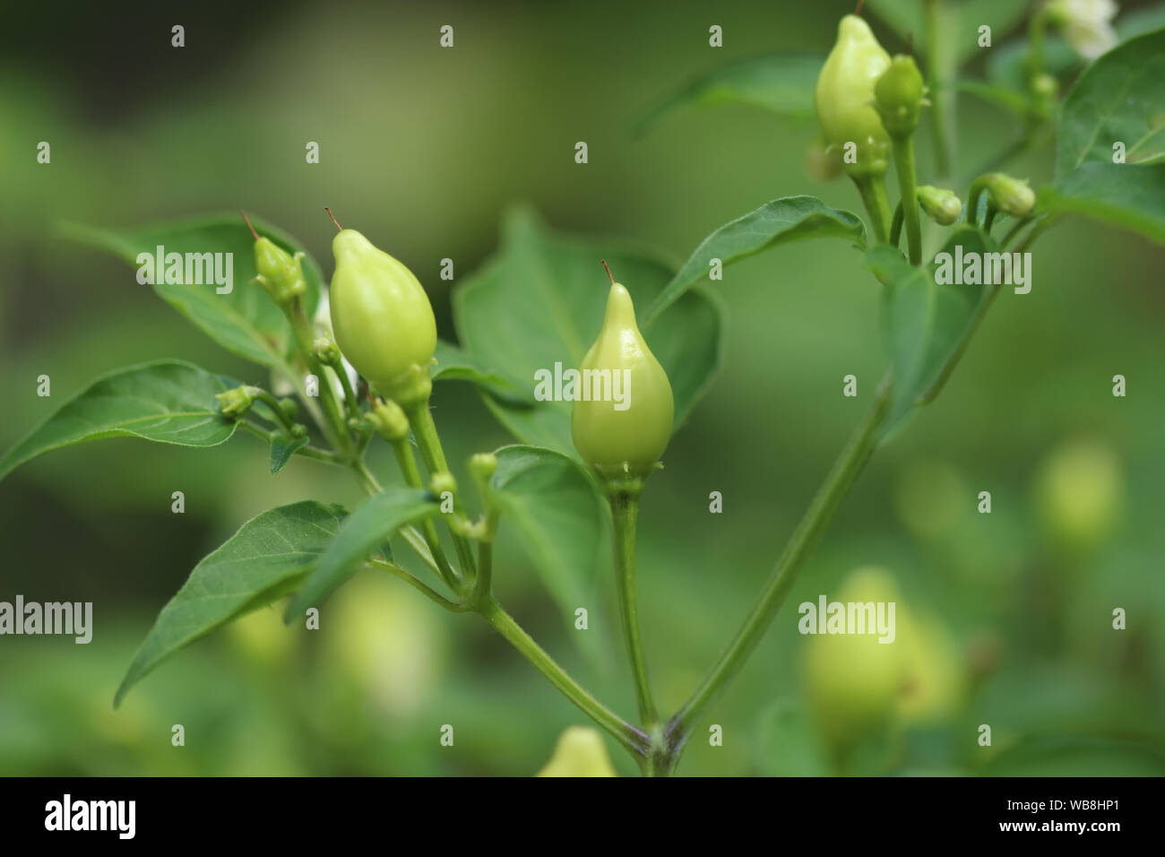 Chili peppers in a garden Stock Photo - Alamy