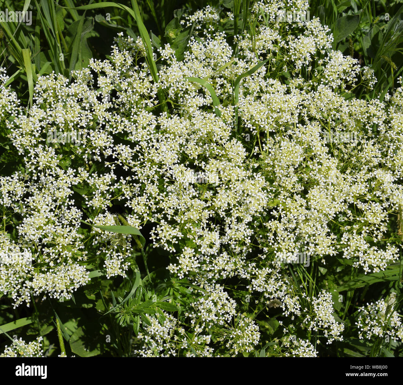 Lepidium a draba white flowers Lepidium draba Stock Photo