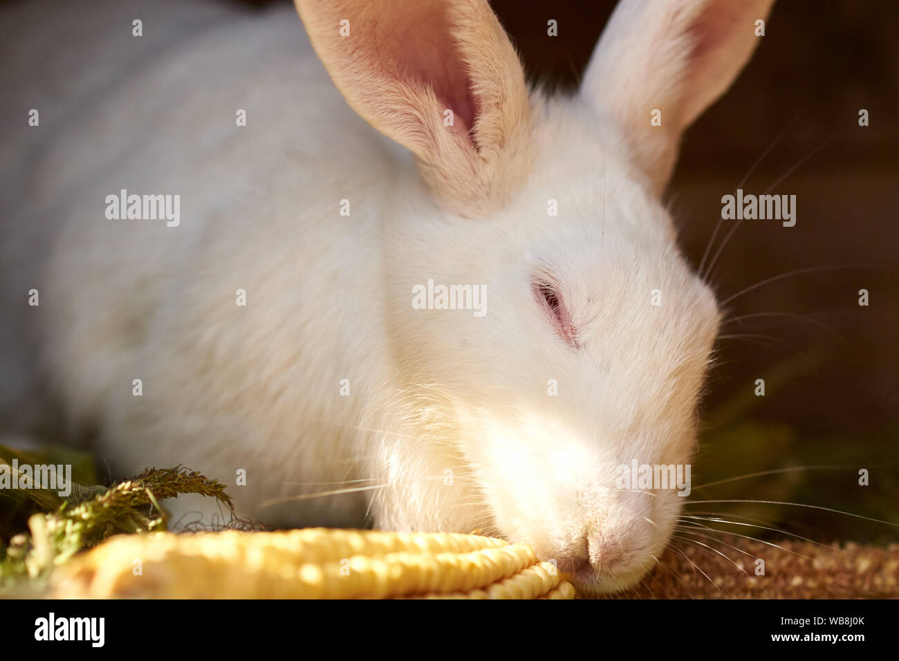 Rabbit teeth close up hires stock photography and images Alamy