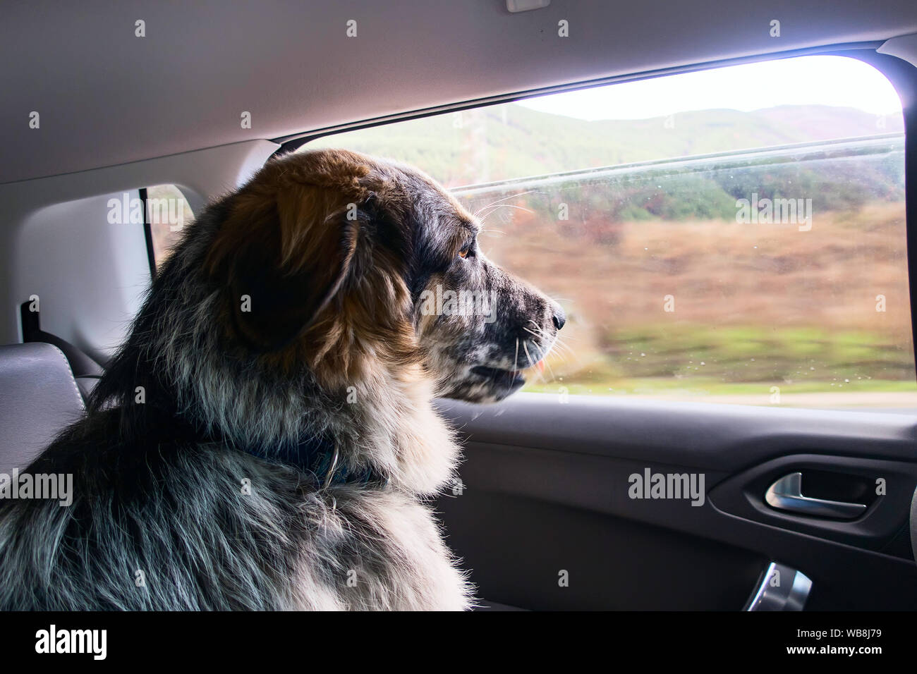 How Do You Travel With A Large Dog In A Car