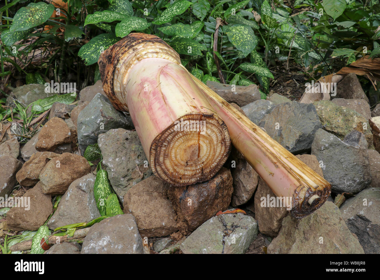 Part of a banana tree trunk laid on black stones. Fresh sap flows out of slice. Ingredients of