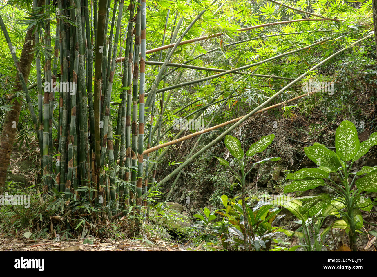 Dense clump of tall bamboo trees near mountain river in rainforest. Bamboo trunks are leaning over the river bed. Dieffenbachia tropical plants Stock Photo