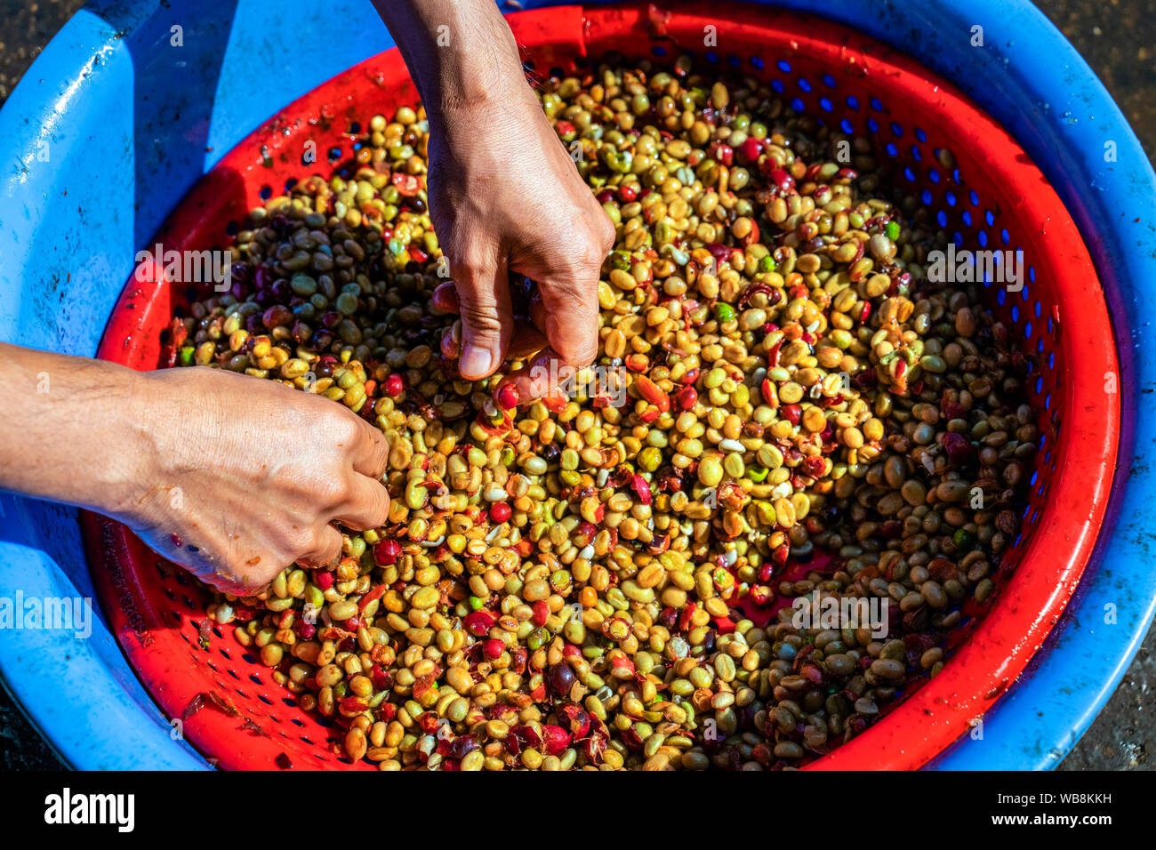Red coffee cherries in the hands. Farmers harvest coffee by hand in plantation. Gia Lai, Vietnam Stock Photo