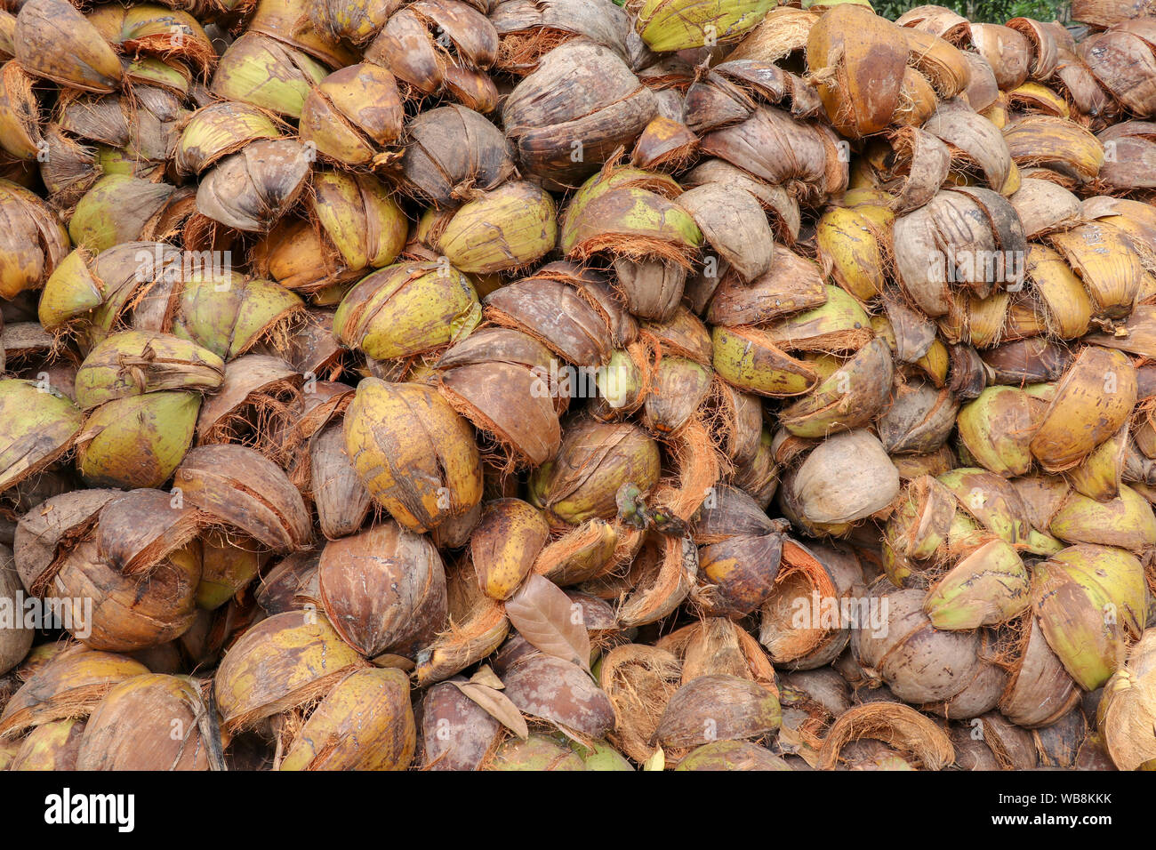 oconut spathe fiber for texture background. Brown, green Husk / Coir is