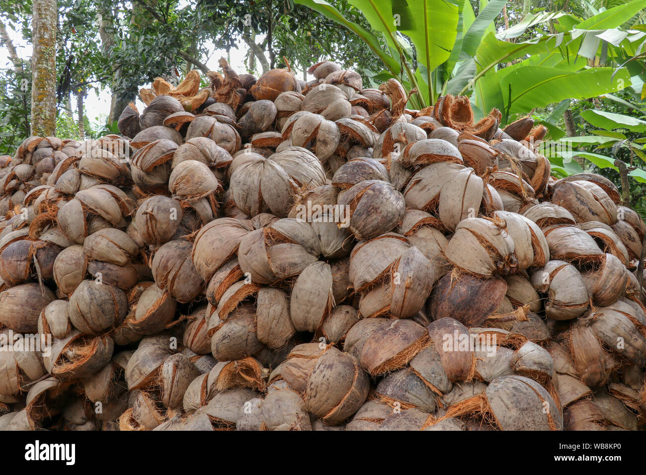 Peeled dried coconut husk. Manual work of Balinese workers in Indonesia