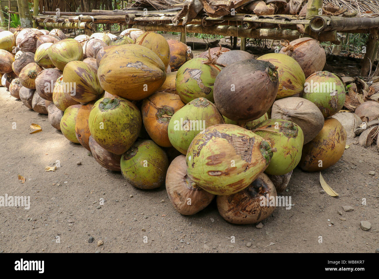 Old coconut stacked in rows, in several layers on top of each other